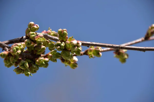 春に桜の上に小さな白い花を咲かせます — ストック写真