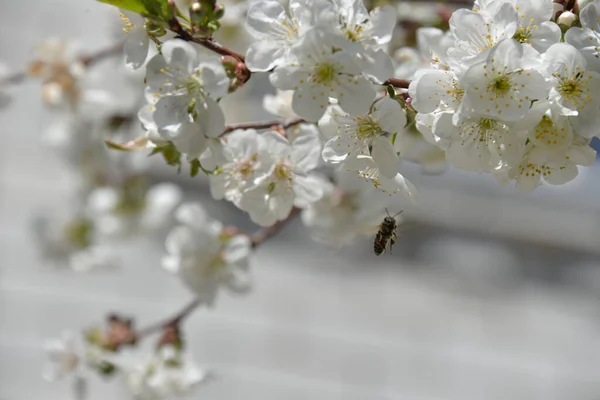 Kleine Weiße Blumen Blühen Frühling Auf Einem Kirschbaum — Stockfoto