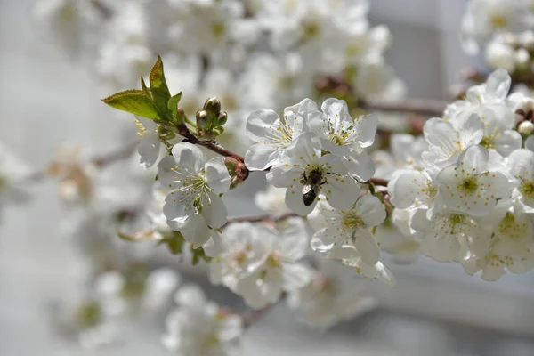 Kleine Weiße Blumen Blühen Frühling Auf Einem Kirschbaum — Stockfoto