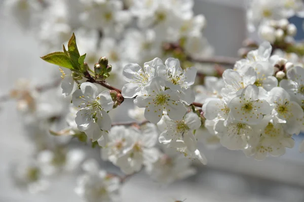 Kleine Weiße Blumen Blühen Frühling Auf Einem Kirschbaum — Stockfoto