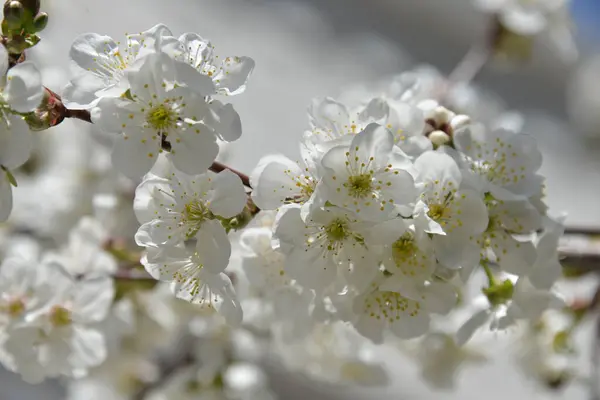 Florecen Pequeñas Flores Blancas Primavera Sobre Cerezo — Foto de Stock