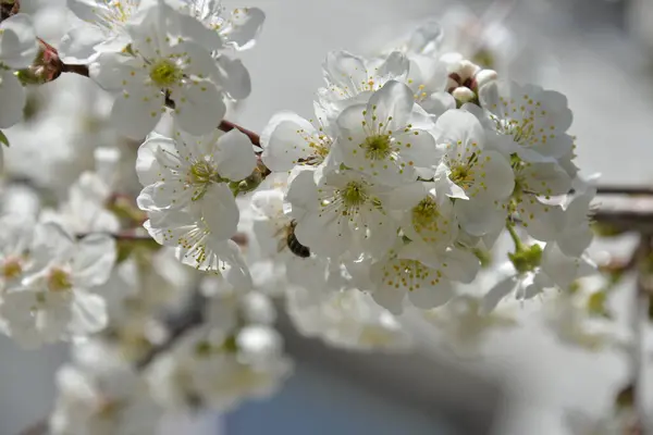 Florecen Pequeñas Flores Blancas Primavera Sobre Cerezo — Foto de Stock