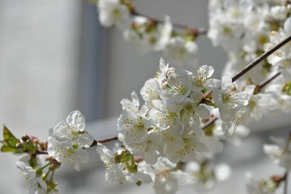 Kleine Weiße Blumen Blühen Frühling Auf Einem Kirschbaum — Stockfoto