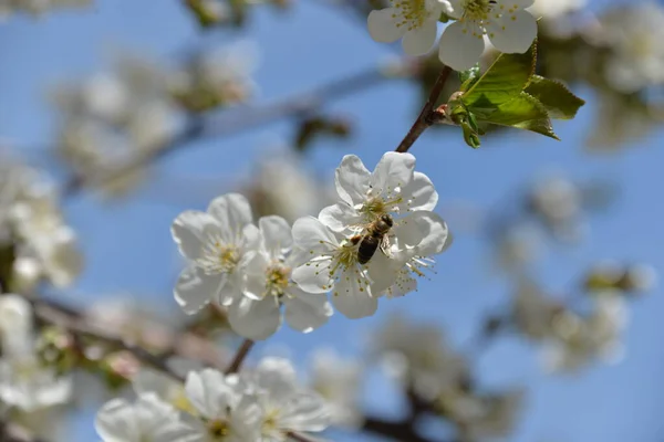 Kleine Weiße Blumen Blühen Frühling Auf Einem Kirschbaum — Stockfoto