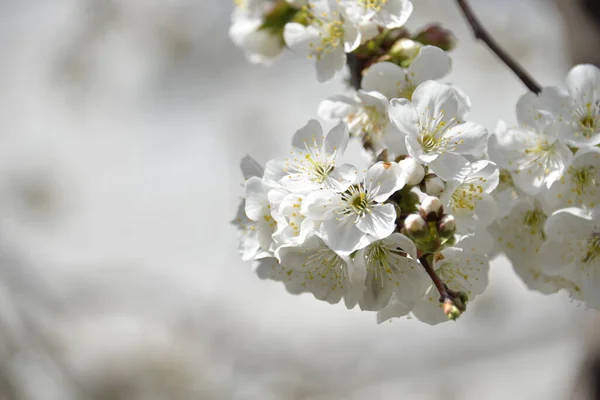 Florecen Pequeñas Flores Blancas Primavera Sobre Cerezo — Foto de Stock