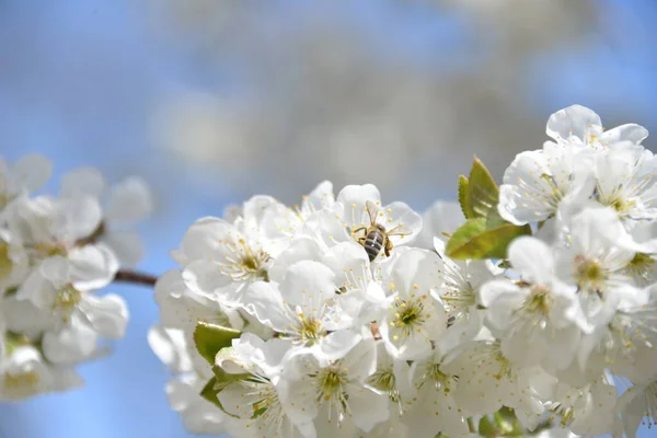 Florecen Pequeñas Flores Blancas Primavera Sobre Cerezo — Foto de Stock