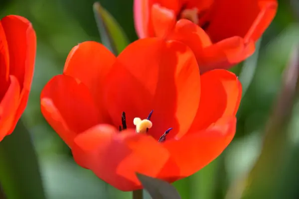 Brotes Tulipán Rojo Florecen Primavera Emiten Olor Fragante —  Fotos de Stock