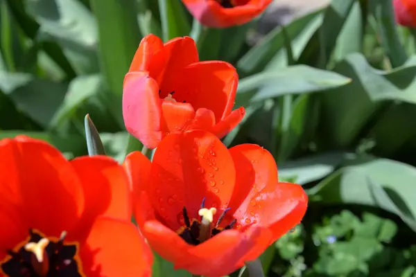 Botões Tulipa Vermelho Florescer Primavera Emitir Cheiro Perfumado — Fotografia de Stock