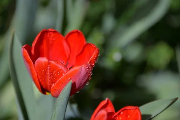 Brotes Tulipán Rojo Florecen Primavera Emiten Olor Fragante —  Fotos de Stock