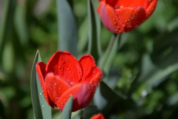 Brotes Tulipán Rojo Florecen Primavera Emiten Olor Fragante —  Fotos de Stock