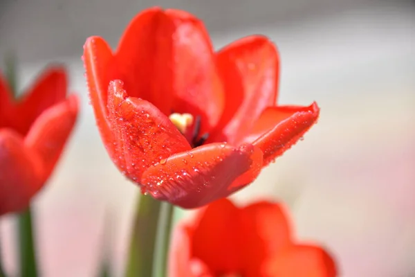 Brotes Tulipán Rojo Florecen Primavera Emiten Olor Fragante —  Fotos de Stock