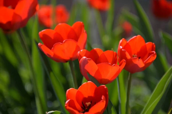 Botões Tulipa Vermelho Florescer Primavera Emitir Cheiro Perfumado — Fotografia de Stock