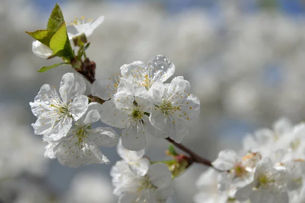 Kleine Weiße Blumen Blühen Frühling Auf Einem Kirschbaum — Stockfoto