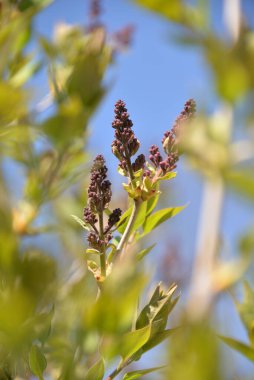 Bahar çiçeklerinde, beyaz ve mor leylak ağaçta çiçek açar.