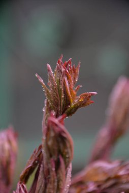 Şakayıklar baharda bahçede çiçek açar.