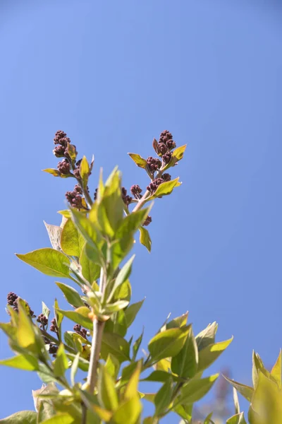 Bahar Çiçeklerinde Beyaz Mor Leylak Ağaçta Çiçek Açar — Stok fotoğraf