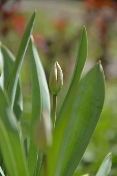 Botões Tulipa Vermelho Florescer Primavera Emitir Cheiro Perfumado — Fotografia de Stock