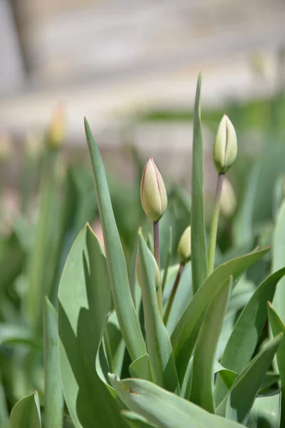 Brotes Tulipán Rojo Florecen Primavera Emiten Olor Fragante —  Fotos de Stock
