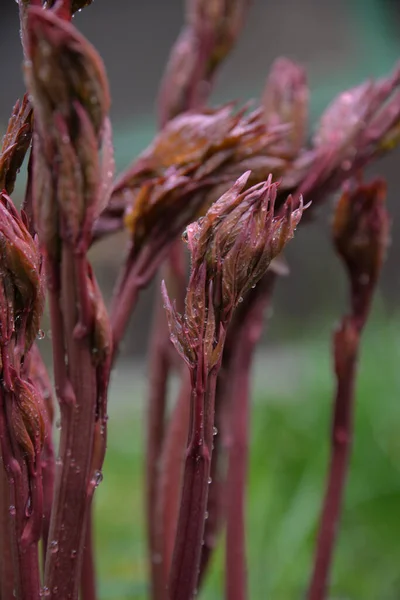 Pfingstrosen Blühen Frühling Garten — Stockfoto