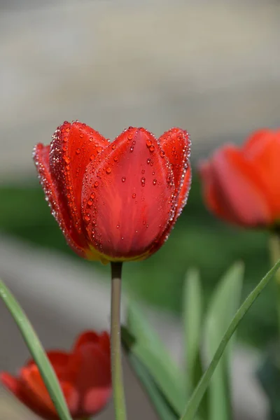 Red Tulip Buds Bloom Spring Emit Fragrant Smell — Stock Photo, Image