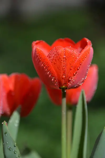 Rote Tulpenknospen Blühen Frühling Und Verströmen Einen Duftenden Geruch — Stockfoto