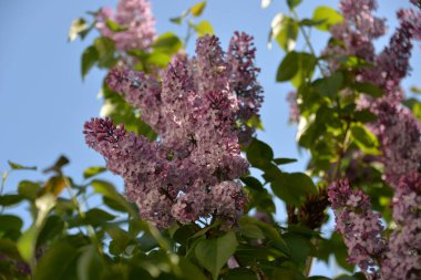 İlkbaharda bahçede leylak ağacı açar. Beyaz ya da mor. 