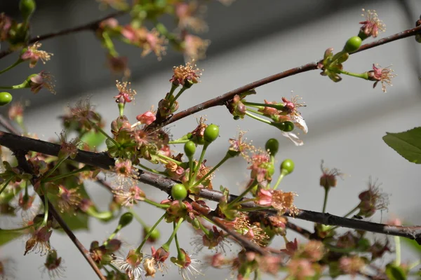 Primavera Cereja Floresceu Jardim Pequenos Frutos Cereja Começaram Amadurecer — Fotografia de Stock