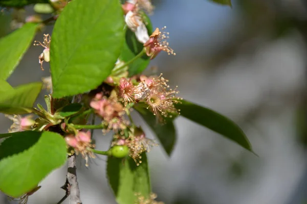 Primavera Cereja Floresceu Jardim Pequenos Frutos Cereja Começaram Amadurecer — Fotografia de Stock