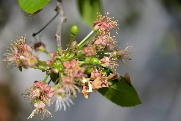 Våren Blommade Körsbär Trädgården Och Små Körsbärsfrukterna Började Mogna — Stockfoto