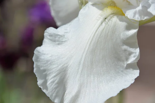 Райдуга Красива Яскрава Квітка Саду Після Дощу — стокове фото
