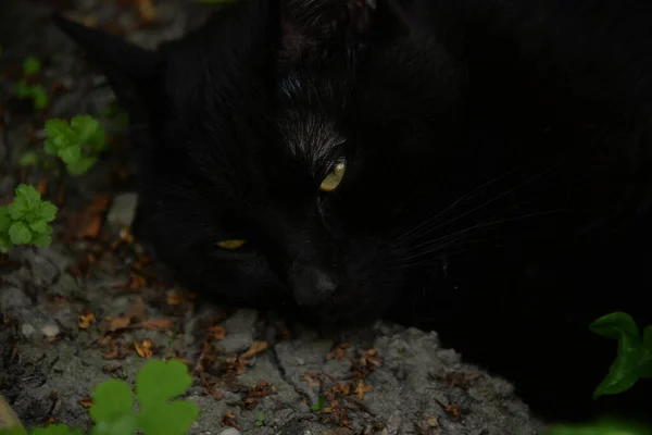 Liten Svart Katt Leker Trädgården Med Gräs — Stockfoto