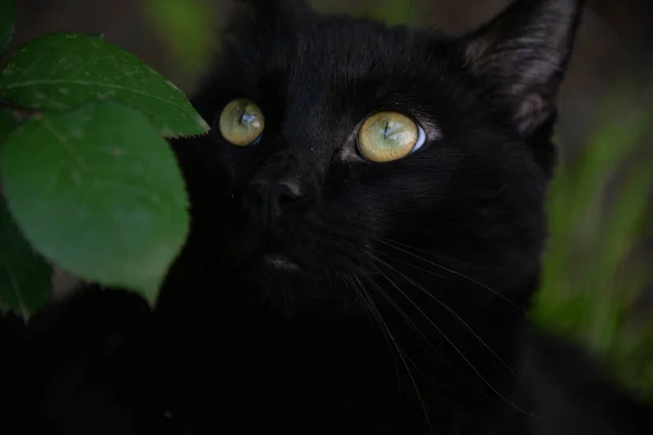 Kleine Schwarze Katze Spielt Garten Mit Gras — Stockfoto