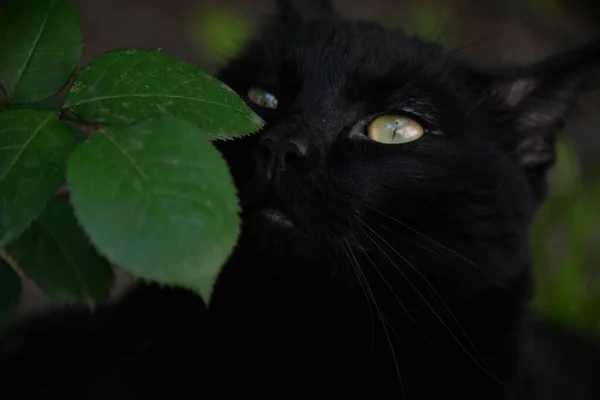 Pequeño Gato Negro Jugando Jardín Con Hierba —  Fotos de Stock