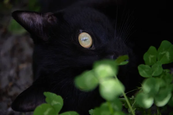 草で庭で遊ぶ小さな黒い猫 — ストック写真