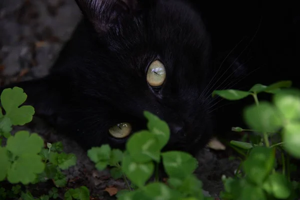 Petit Chat Noir Jouant Dans Jardin Avec Herbe — Photo