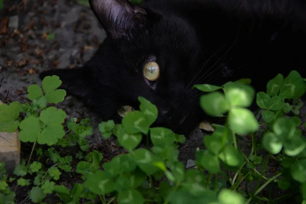 草で庭で遊ぶ小さな黒い猫 — ストック写真