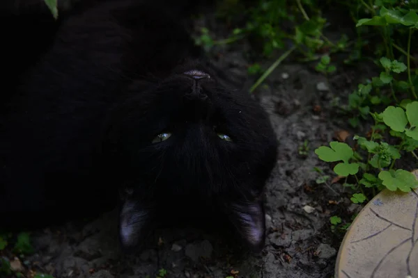 小黑猫在花园里与草玩耍 — 图库照片