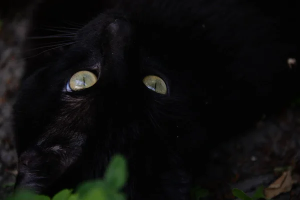 小黑猫在花园里与草玩耍 — 图库照片