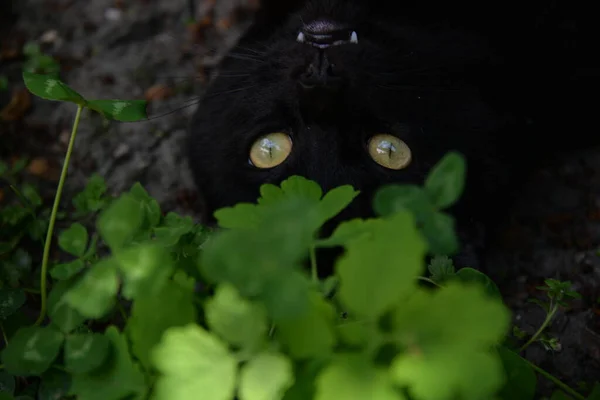 Pequeno Gato Preto Brincando Jardim Com Grama — Fotografia de Stock