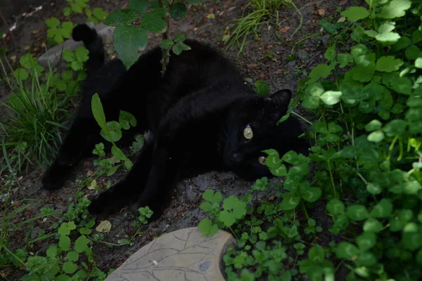 Liten Svart Katt Som Leker Hagen Med Gress – stockfoto