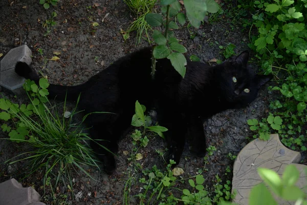 草で庭で遊ぶ小さな黒い猫 — ストック写真