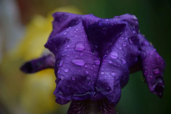 Íris Uma Bela Flor Brilhante Jardim Após Chuva — Fotografia de Stock