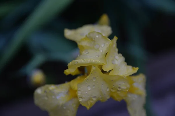 Íris Uma Bela Flor Brilhante Jardim Após Chuva — Fotografia de Stock