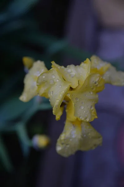 Ирис Красивый Яркий Цветок Саду После Дождя — стоковое фото