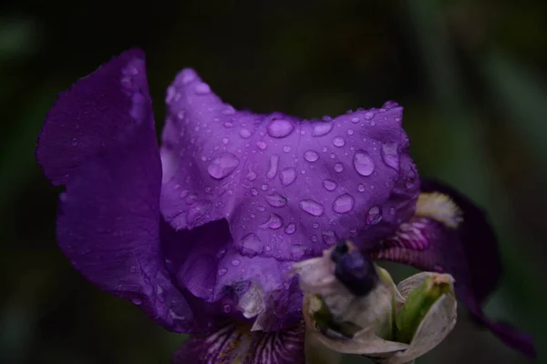 Iris Vacker Ljus Blomma Trädgården Efter Regnet — Stockfoto