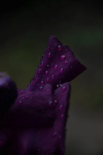 Ίριδας Είναι Ένα Όμορφο Φωτεινό Λουλούδι Στον Κήπο Μετά Βροχή — Φωτογραφία Αρχείου