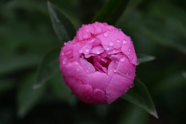 Розовый Садовый Пион Саду После Дождя — стоковое фото