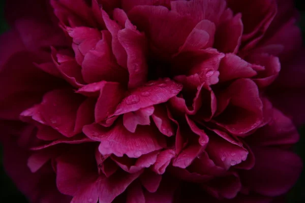 Rosa Trädgård Blomma Pion Trädgården Efter Regnet — Stockfoto