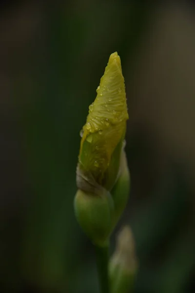 Íris Uma Bela Flor Brilhante Jardim Após Chuva — Fotografia de Stock