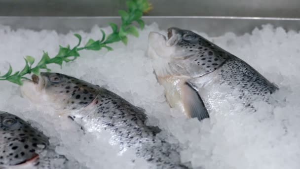 Витрина с охлажденной свежей рыбой — стоковое видео
